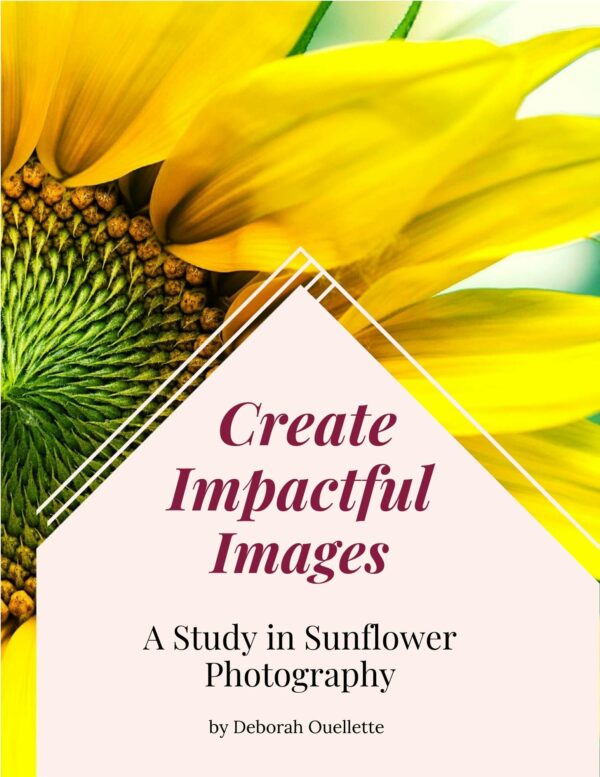 Creating Impactful Images - A Study in Sunflower Photography